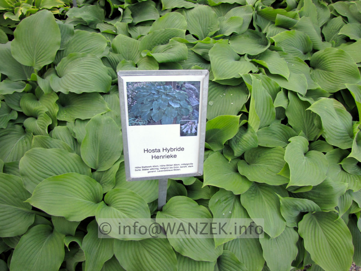 Hosta Hybride Henrieke 05.JPG